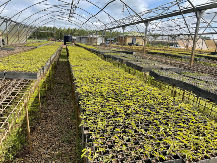 Seedlings under sustainable cultivation in Ghana for use in the production of biomass fuel (Source: African Development Bank Group (AfDB)